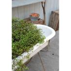 �Х����֡���������դ�