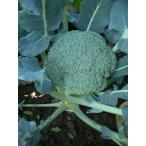 ショッピングアグ トップスター 5000粒(Lコート) ブロッコリー【朝日アグリア 種 たね タネ 】【【通常5倍 5のつく日はポイント10倍】】