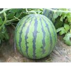 マイティーX 大玉スイカ 200粒 スイカ すいか 西瓜【萩原農場 種 たね タネ】【通常5倍 5のつく日はポイント10倍】