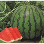 祭ばやし 大玉スイカ 200粒 スイカ すいか 西瓜【萩原農場 種 たね タネ】【通常5倍 5のつく日はポイント10倍】
