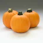  Trick ( маленький шар ) 100 шарик юг . тыква тыква [ vi rumo Ran ... вид ..tane][ обычный 5 раз 5. .. день. отметка 10 раз ]