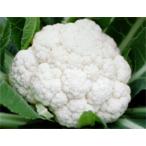  снег ... пальто семена L(5000 шарик ) цветная капуста . магазин .. распределение [. магазин . вид рассада вид ..tane][ обычный 5 раз 5. .. день. отметка 10 раз ]