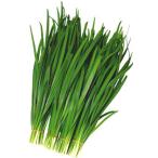 スーパーグリーンベルト コート種子2L(5000粒) 韮 ニ