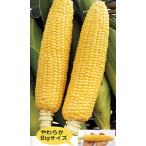 おおもの 2000粒 とうもろこし トウモロコシ 玉蜀黍 【ナント 種 たね タネ 】【通常5倍 5のつく日はポイント10倍】