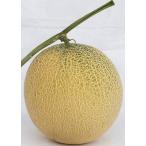 白肉　ムーンライト 100粒 めろん メロン 舐瓜 【ナント 種 たね タネ 】【通常5倍 5のつく日はポイント10倍】