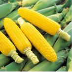 みわくのコーンゴールドラッシュ 2000粒 とうもろこし トウモロコシ 玉蜀黍  【サカタ 種 たね タネ】【通常5倍 5のつく日はポイント10倍】