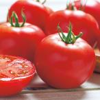 桃太郎ファイトトマト  タキイ交配 1000粒1センR トマト とまと 蕃茄【タキイ 種 たね タネ】【通常5倍 5のつく日はポイント10倍】