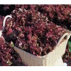  summer rouge lettuce PVPpe let L5 тысяч шарик lettuce [takii вид ..tane][ обычный 5 раз 5. .. день. отметка 10 раз ]