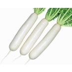 YS大蔵 2dl 大根 ダイコン だいこん【大和農園 種 たね タネ】【通常5倍 5のつく日はポイント10倍】