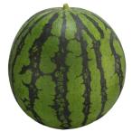 初夏のあかつき 200粒 スイカ すいか 西瓜【大和農園 種 たね タネ】【通常5倍 5のつく日はポイント10倍】