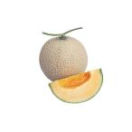 ショッピングメロン 妃春秋系 100粒 めろん メロン 舐瓜 ウエキ交配 横浜植木 【横浜植木 種 たね タネ 】【通常5倍 5のつく日はポイント10倍】