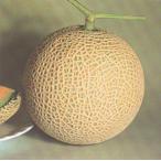 ティファニー328 100粒 �