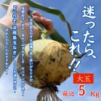 [ новый шар лук порей * бесплатная доставка ] Awaji Island производство новый шар лук порей большой шар 5kg сельское хозяйство дом прямая поставка .. лук репчатый tama лук-батун прямая поставка от производителя 