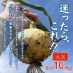 [ новый шар лук порей * бесплатная доставка ] Awaji Island производство новый шар лук порей большой шар 10kg сельское хозяйство дом прямая поставка .. лук репчатый tama лук-батун прямая поставка от производителя 