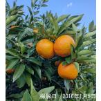 橙約８kg農薬不使用マーマレードや...