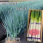 白ネギ 鳥取県産 3ｋｇ 2～3本束10入り 白ねぎ 白葱 長ネギ 長ねぎ 鳥取野菜 新鮮野菜