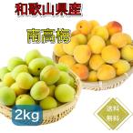 [ предварительный заказ распродажа бесплатная доставка ] юг высота слива 2kg сырой слива размер 2L и больше подарок .. подарок .. юг высота слива слива сироп сок сливовое вино маринованные сливы . джем Wakayama префектура производство 