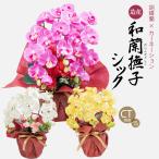 母の日 2025 花 プレゼント ギフト エレガント胡蝶蘭 デザイナーズアレンジ CT触媒 アーティフィシャルフラワー 贈り物 お祝い