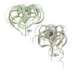 ascaキセログラフィカ花材造花A...