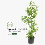 フェイクグリーン 観葉植物 人工観葉 大型 光触媒 ペペロミア・オブツシフォリア 120cm 簡易ポット付 アオペペ リアル 造花