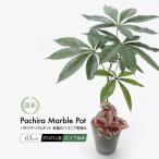 人工観葉植物 造花 フェイク グリーン パキラマーブルポット 幸福のベゴニア寄せ植え 65cm 光触媒 CT触媒 インテリア リアル 消臭 母の日 母の日