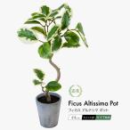 フェイクグリーン 卓上 観葉植物 ベンジャミン セメントポット 光触媒 CT触媒 消臭 抗菌 鉢植 おしゃれ インテリア 北欧 / フィカス アルテシマ ポット 44cm