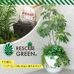 防災グッズ フェイクグリーン 防災 家族用 インテリア おしゃれ 木の下 新築 結婚祝い 家族を守る 災害に備える【実用新案登録済】/ レスキューグリーン 170cm