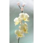  бисер цветок комплект [farenopsis(. бабочка орхидея )]