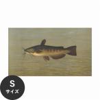水だけで貼れる はがせる アートポスター イラスト 魚 さかな Sサイズ 45x26cm 賃貸OK Hattan Art Poster ハッタンアートポスター フレームなし HP-00101