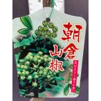  утро . san ...4 номер pot 