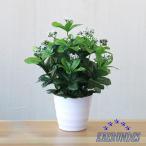  искусственная зелень человеческий труд декоративное растение растение в горшке искусственный цветок Mini интерьер для помещений модный . рассказ необходимо .. новое здание праздник . новый жизнь праздник . подарок подарок Home 