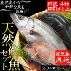  fresh fish assortment Kagoshima fishes market natural fresh fish assortment set 2~3 portion 2kg and more 4 kind and more 