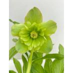 クリスマスローズ 開花確認株 花はついていません 195 グリーンアップル