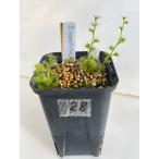 食虫植物 球根ドロセラ ラメロサ Drosera ramellosa（初夏〜秋は球根の状態で夏越し）028
