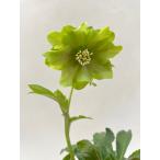 クリスマスローズ開花確認株花はつい...