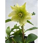 ショッピング苗 クリスマスローズ 開花苗 004　パピエシトロン