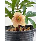 ショッピング苗 クリスマスローズ 開花苗 011　プチアプリコット