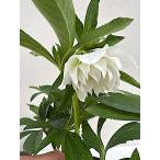 ショッピング苗 クリスマスローズ 開花苗 012　ホワイトドロップ