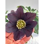 ショッピング鉢 クリスマスローズ 開花苗 027　カラスアゲハ