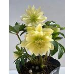 クリスマスローズ 開花苗 029　レモンイエロー上向き咲き