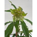 クリスマスローズ 開花苗 034　コメットピコテイー