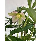 クリスマスローズ 開花苗 041　プランタンボッコネイ