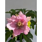 ショッピング苗 クリスマスローズ 開花苗 042　