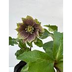 クリスマスローズ 開花苗 045　パピエグリーンスポット