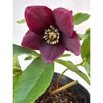 クリスマスローズ 開花苗 052　ラズベリーチョコレート