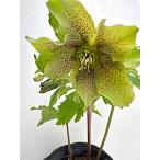 クリスマスローズ 開花苗 060 パピエグリーン