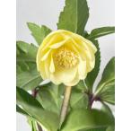 ショッピングクリスマスローズ クリスマスローズ 開花苗 087 シアーゴールド