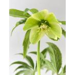 クリスマスローズ 開花苗 100