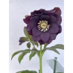 クリスマスローズ開花苗123パリエッタ