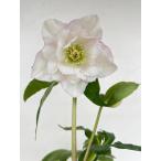 クリスマスローズ 開花苗 132　サクラホワイト